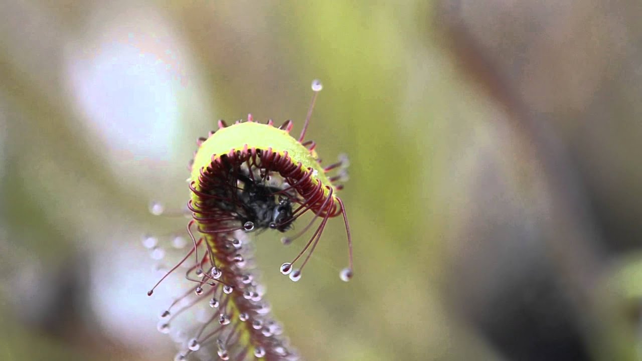 Sundew catches and folds over fly