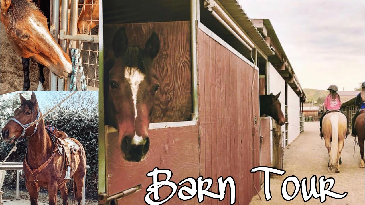 BARN TOUR! | 1D Performance Horses