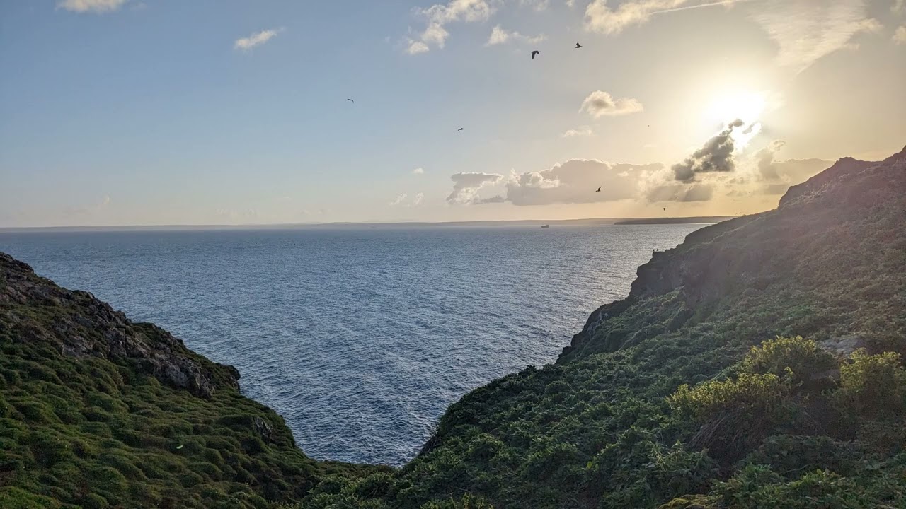 Skomer Warden's report on 2024