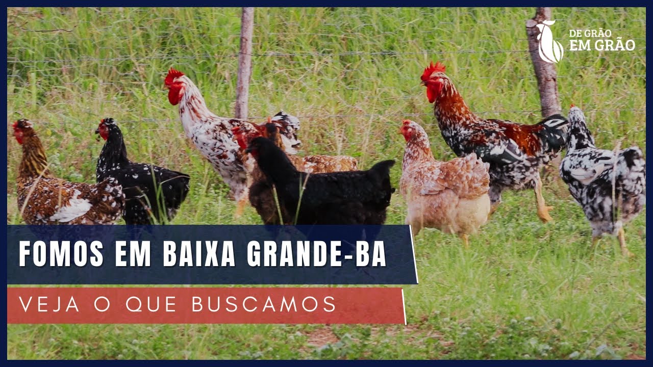 Todas as GALINHA BALÃO que trouxemos de BAIXA GRANDE - BA | E26