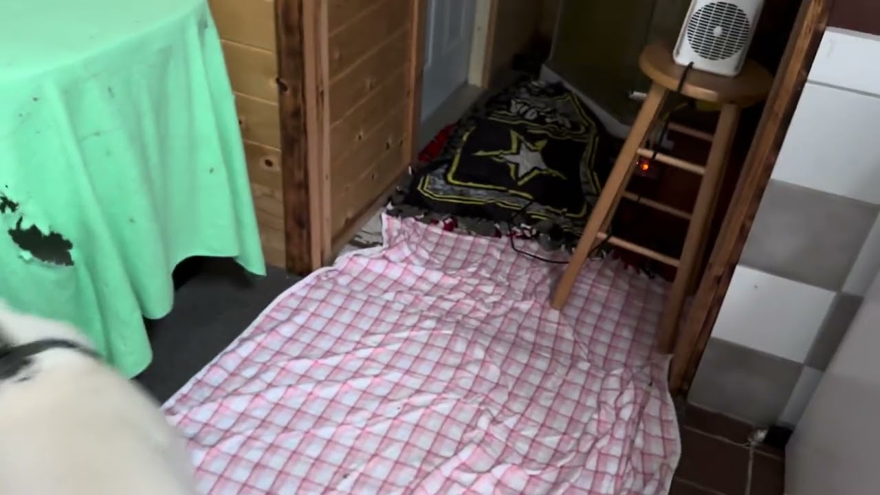 Samejima - 20260115: ネズミ収穫二回