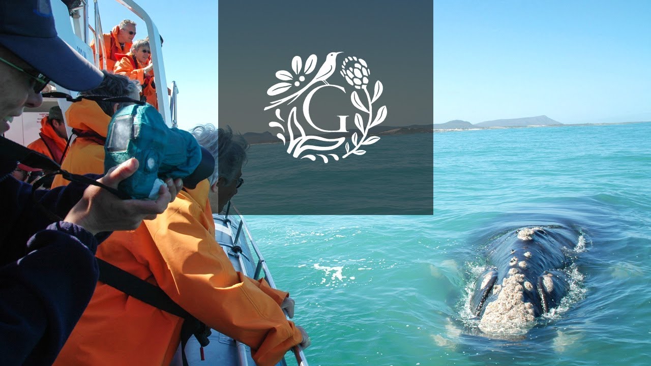 Hermanus Whale Festival 2012 - Grootbos Private Nature Reserve