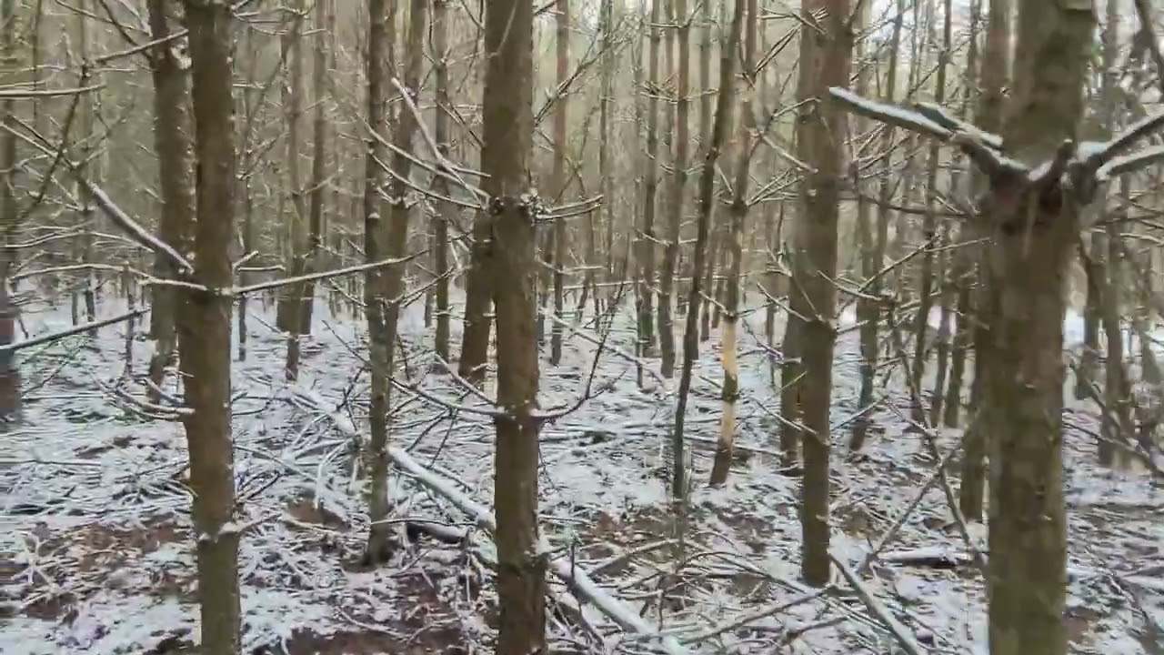 Poszukiwanie padliny/ Zrzuty 2025