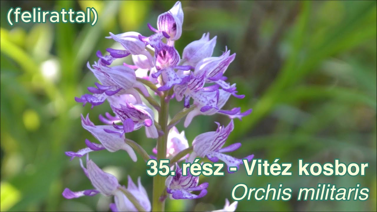 35.  rész   Vitéz kosbor