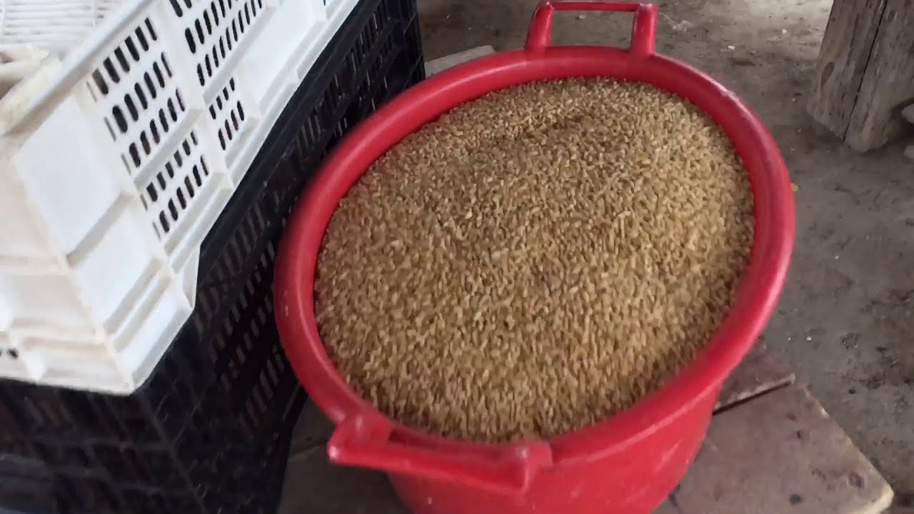 Como se hace el mote !!! Chile 🇨🇱