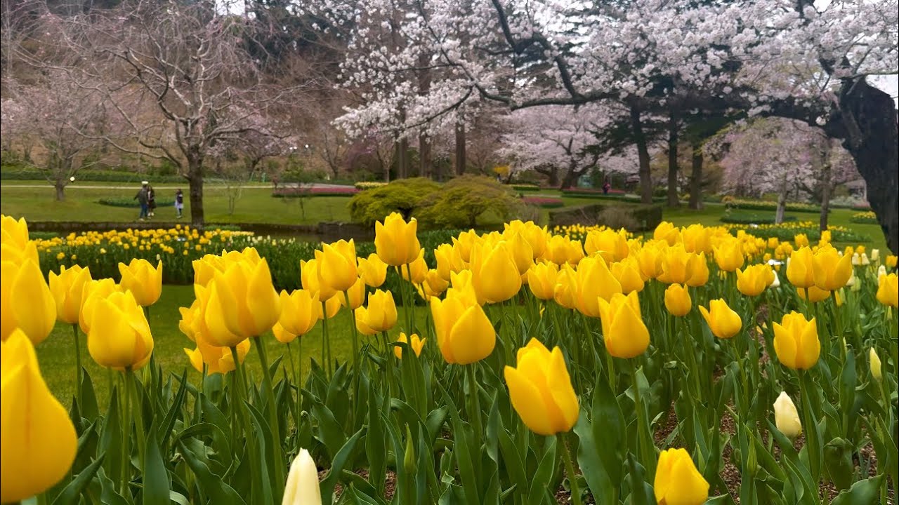 Sakura tulips festival 2025 at lake hamana flowers