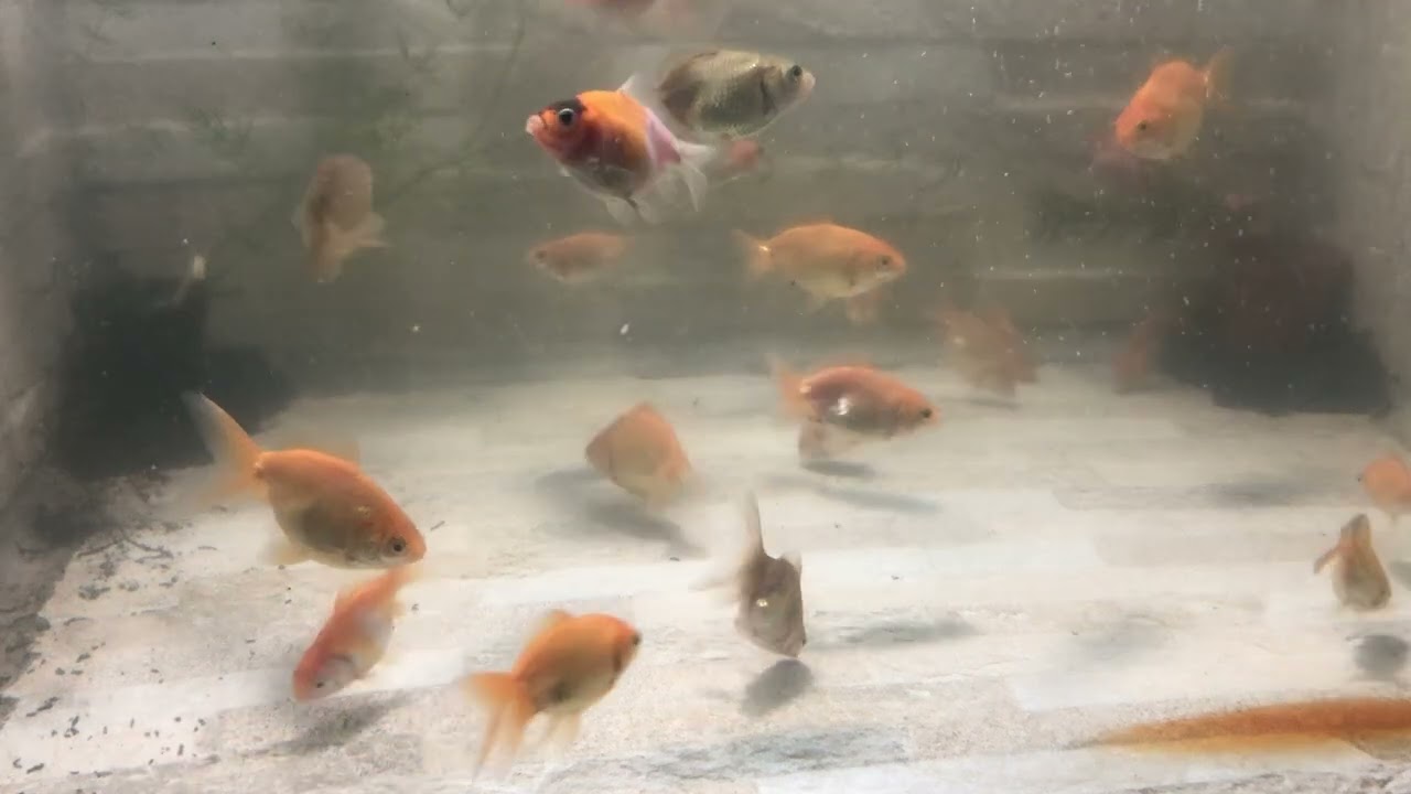 Observatório de kinguios-03 #agua #animais #biologia #nature #peixes #verde #vida #kinguio #goldfish