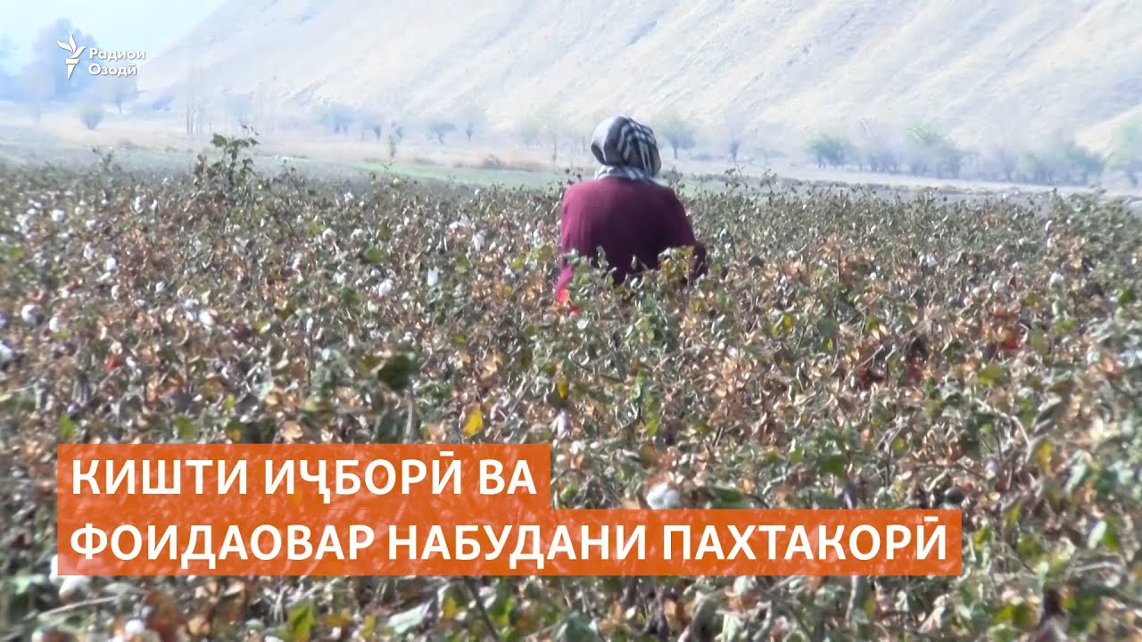 Кишти иҷборӣ ва фоидаовар набудани пахтакорӣ