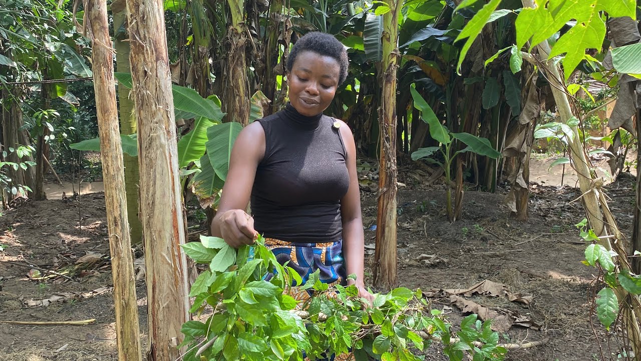 Remote African Village | Cooking Afang Soup, a Ceremonial Dish
