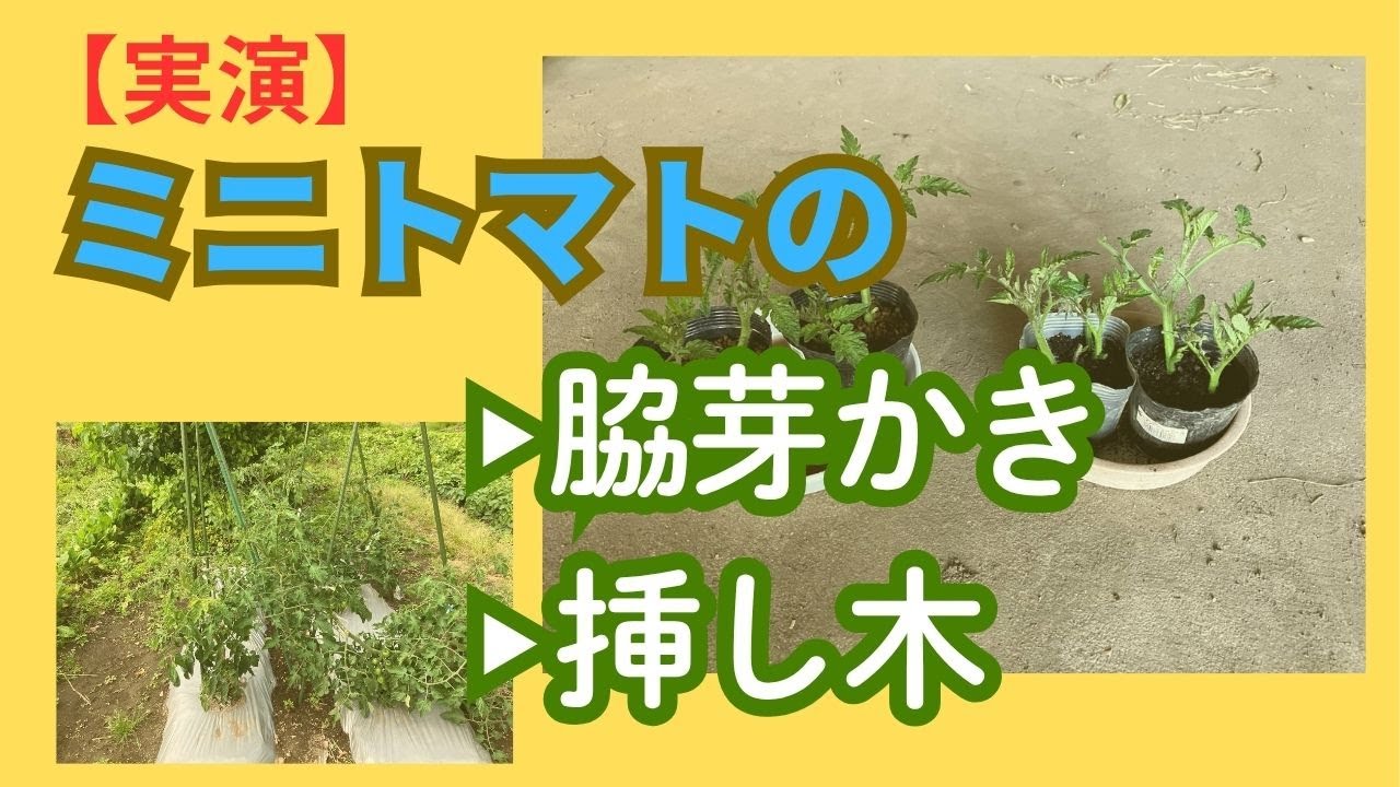【実演】ミニトマトの脇芽欠きと挿し木(作業日6/4) ≪改訂・再投稿≫