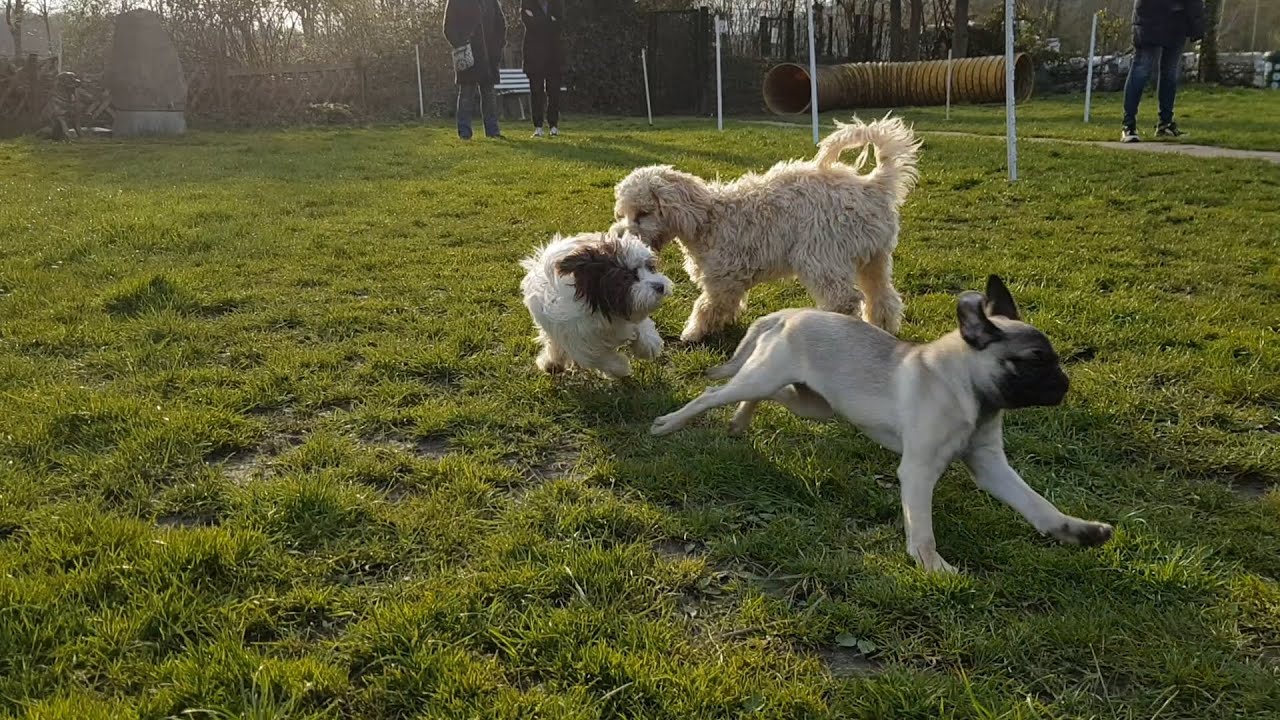 Retromops Maggie beim Welpen-Spieletreff am 15.04.2021