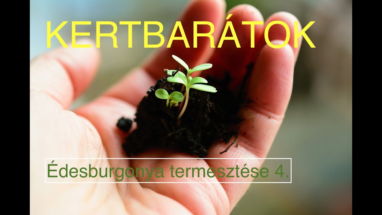 Kertbarátok - Édesburgonya teremsztése 4. - Szaporítás, palántanevelés