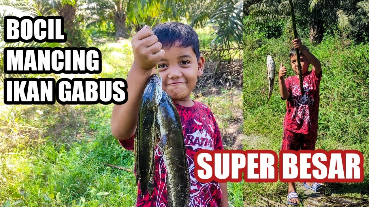MANCING IKAN GABUS SUPER BESAR DENGAN MENGGUNAKAN UMPAN KEONG
