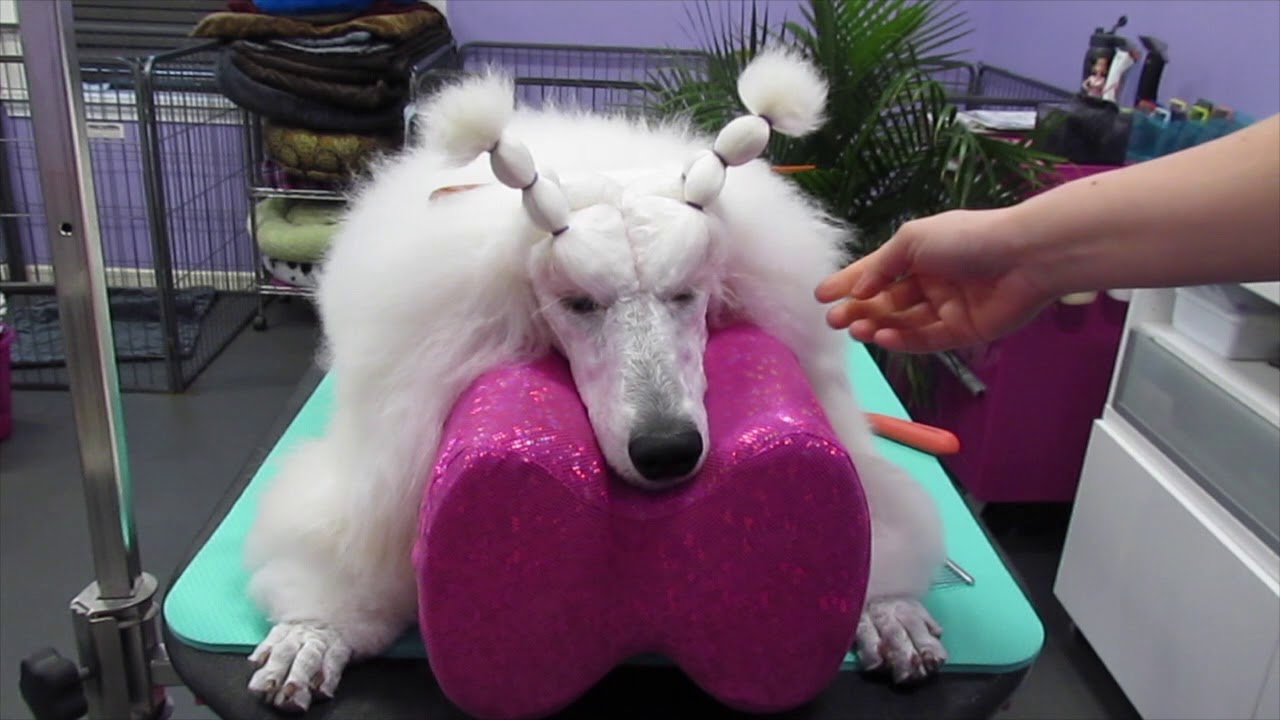 Banding the Poodle Show coat
