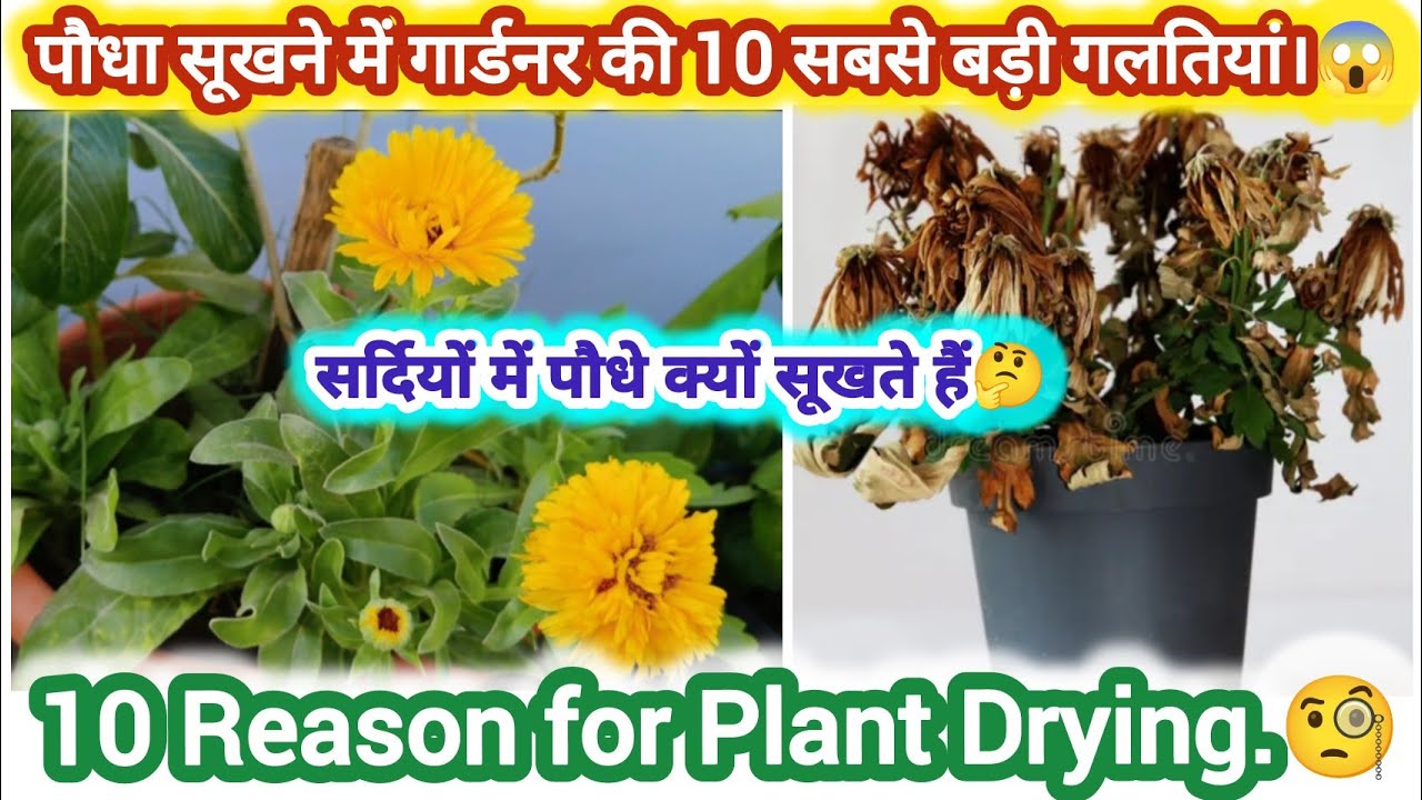 सर्दियों मैं पौधे क्यों सूखते हैं।/गार्डनर की 10 बड़ी गलतियां।/10 reason for plant Drying