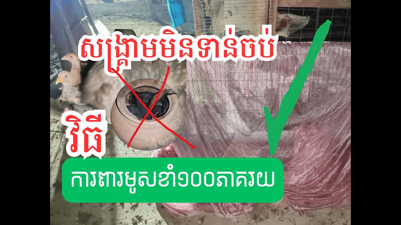 វីធីសាស្រ្តល្អបំផុត100% លែងមានមូសខាំពេលយប់ហើយ ដាក់មុងគ្របកូនមាន់ក្នុងទ្រុង | ការពារមូសខាំបាន 100%