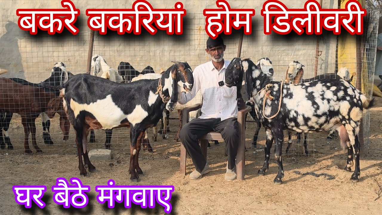 बकरी और बकरियां घर बैठे मंगवाए इस फार्म से 
