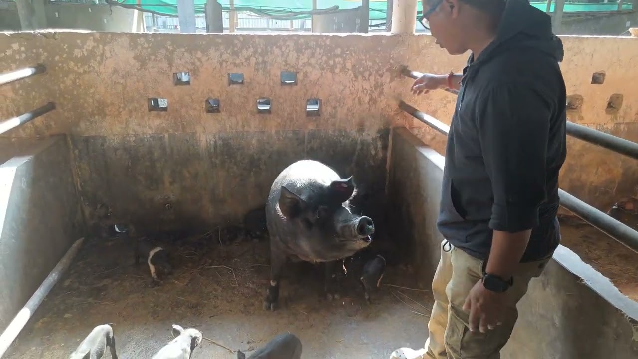 Farrowing Rooms are where our sows give birth.