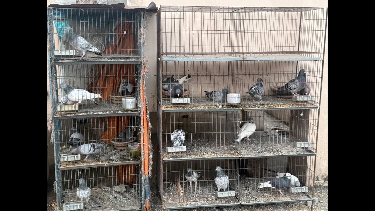 I will show some Giribaj pigeons and Huma pigeons live.
