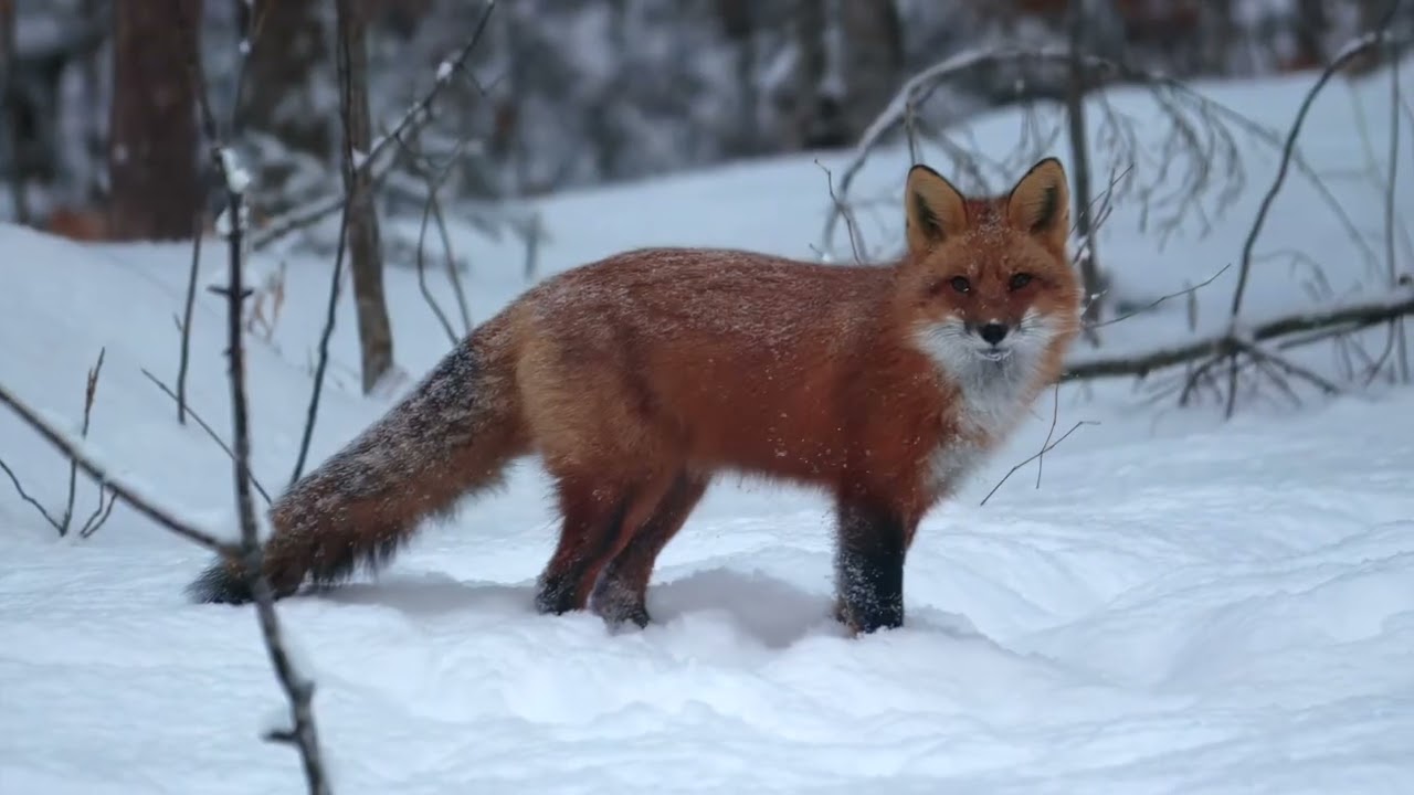 Winter Fox 2026