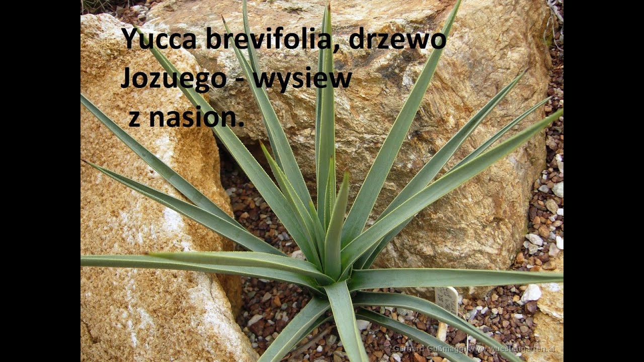 Yucca brevifolia - drzewo Jozuegu. Wysiew z nasion.