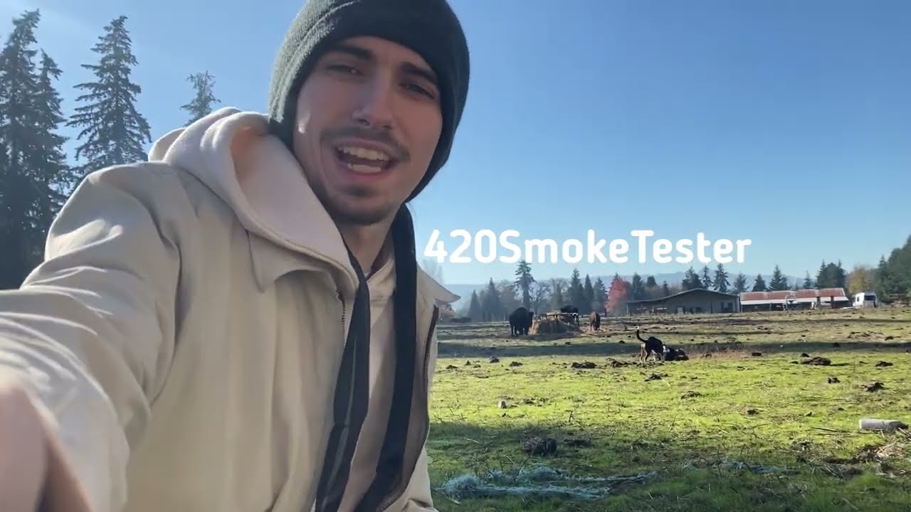 ROCKET CANNABIS - CAKE POP, AND LEMON FROST!!!!