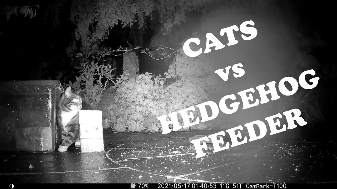 Cats vs Hedgehog Feeder | Cat 1 - Mike 2 | CamPark T100 Footage