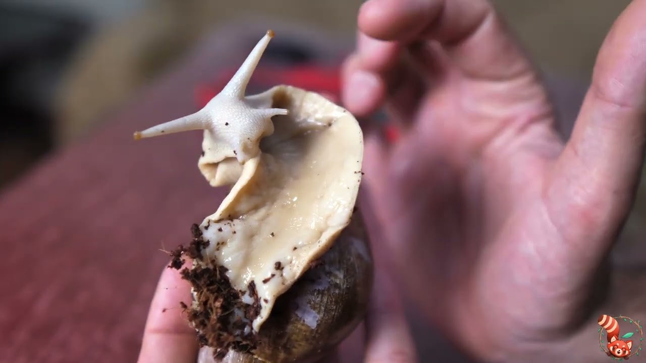 🐌 Caracol Gigante Albino de Togo (Archachatina puylaerti) - Cuidados 🐌