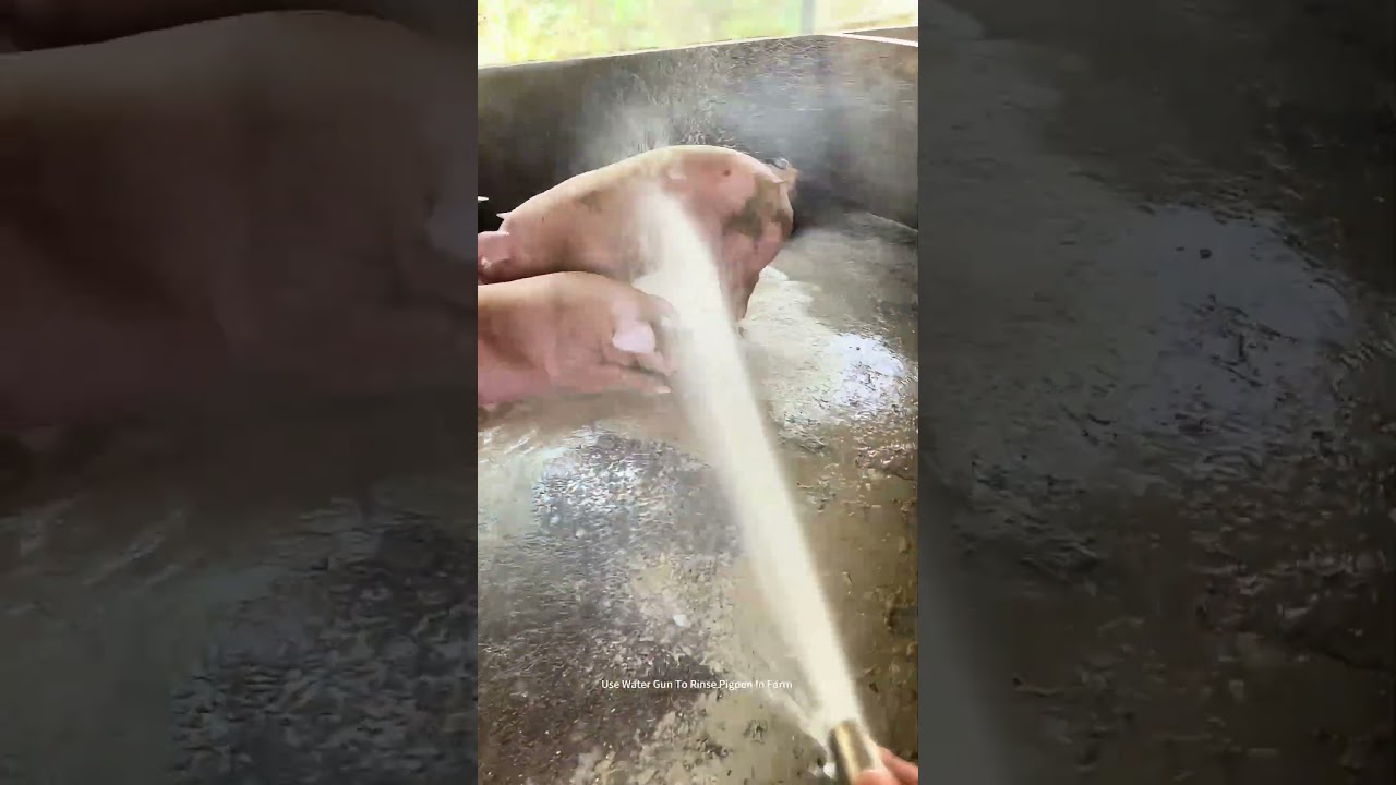 Use Cool Water To Clean Pigs And Pigpen In Summer !
