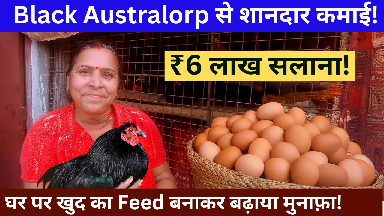 Black Australorp मुर्गी पालन से शानदार कमाई! | सफल किसान की कहानी | Poultry Farming Success