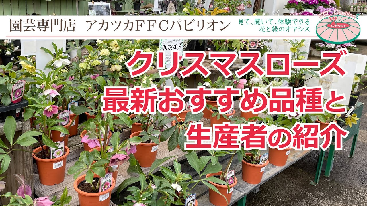 2022年版･クリスマスローズおすすめ最新品種･生産者のご紹介【園芸専門店アカツカFFCパビリオン】