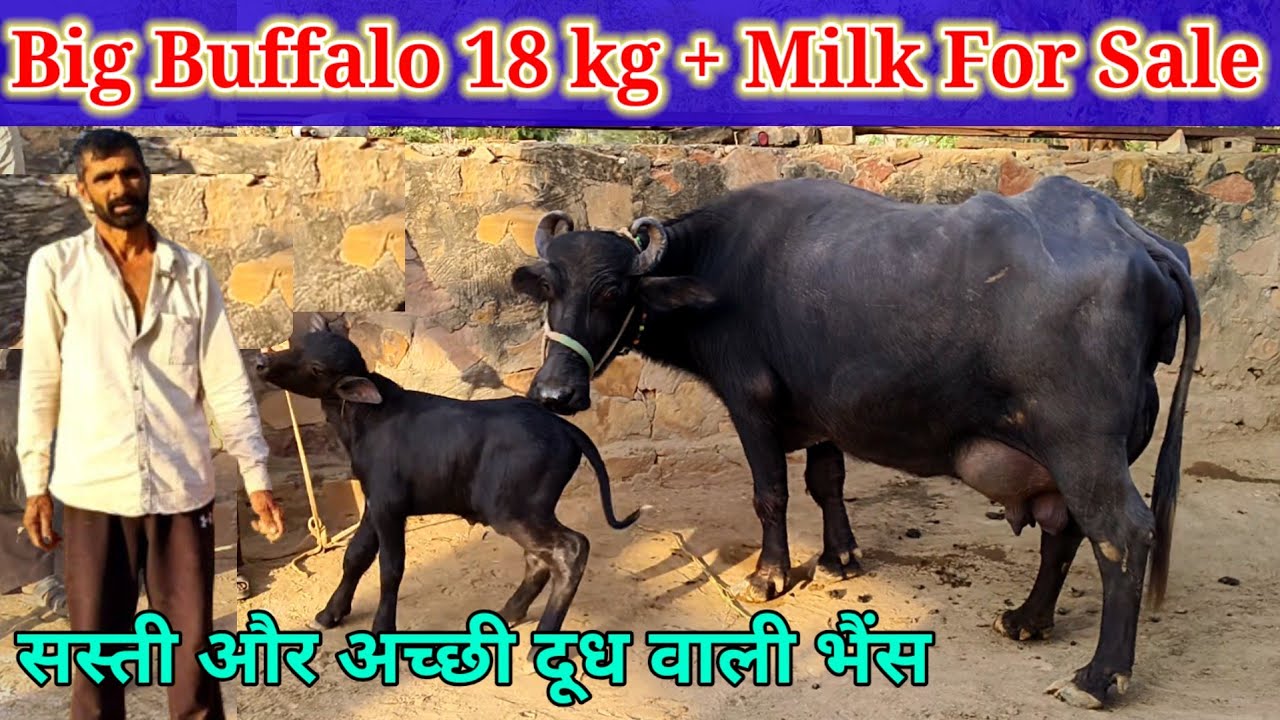 Big Buffalo 18 kg + Milk,Murrah Buffalo, सस्ती और अच्छी भैंस for sale उपलब्ध है @PremAgroFarm 