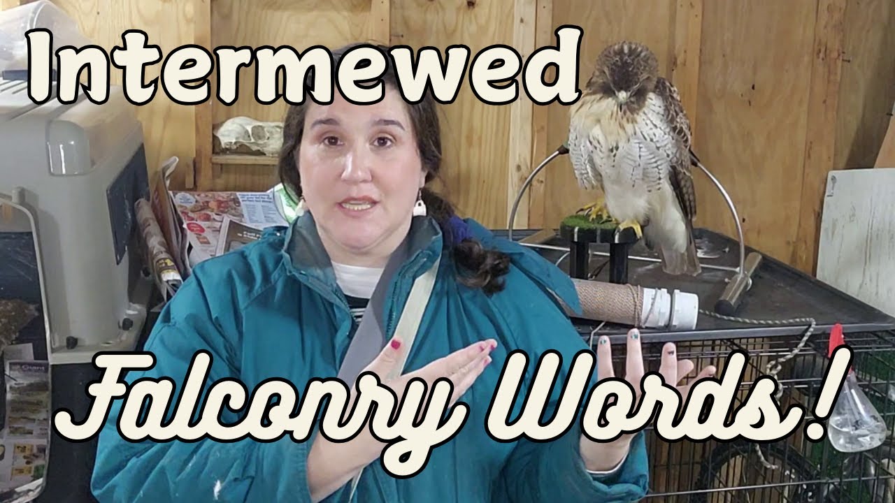Falconry Words  -  Intermewed