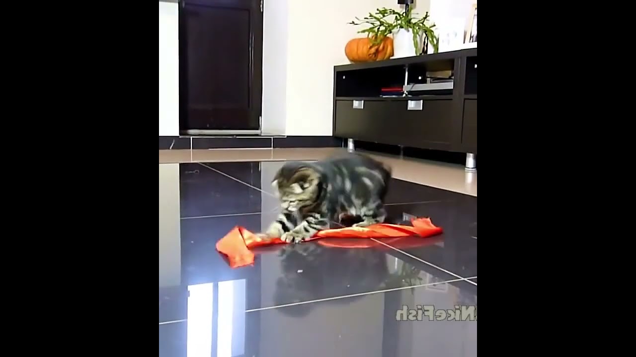 Gang of Scottish Fold Cute Kittens vs  red ribbon 