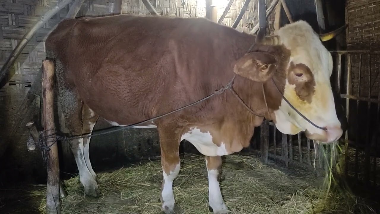 H407 Combor Sapi Simental Hamil-H100 Di Sore Hari | Rabu 4 Februari 2026