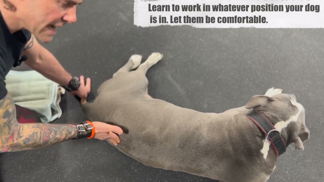 How to massage your dog Ep 1 The Low back