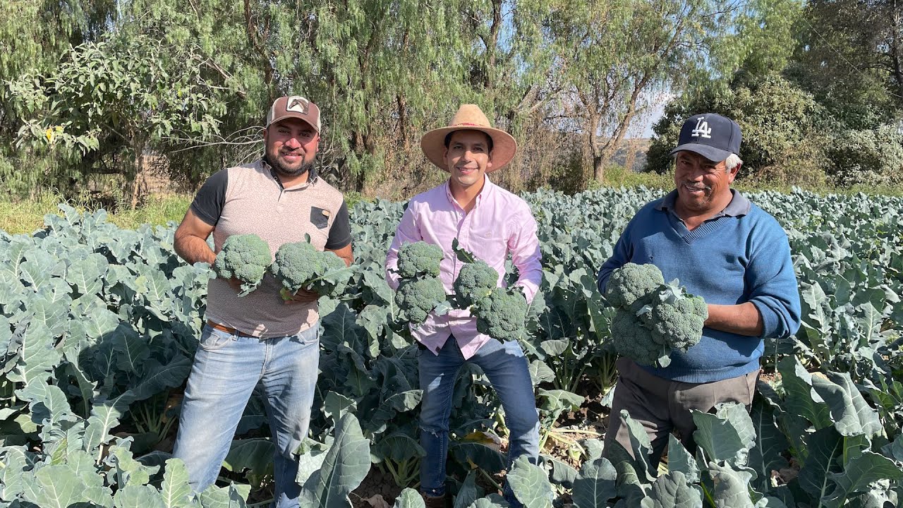 Huerta de Brócolis | Variedad IMPERIAL | 20 Toneladas por Hectárea | Invernadero de Brócoli