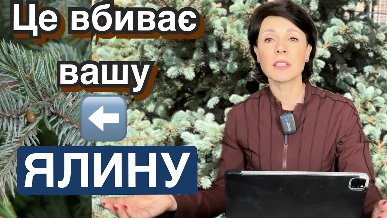 Тихий вбивця хвойних : ШЮТТЕ псевдощитівка КЛІЩІ… чим рятувати ялину