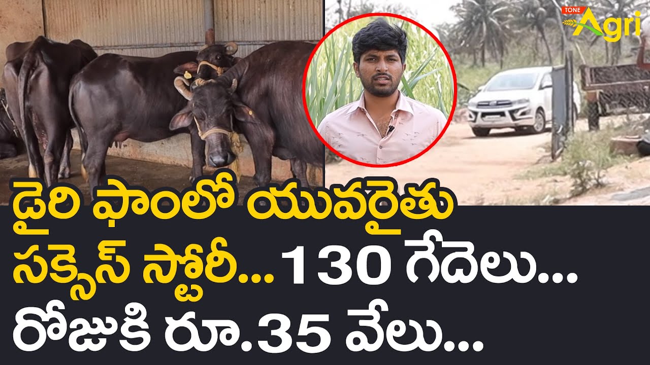 Young Farmer Successful Dairy Farming  | 130 గేదెలు.. రోజుకి రూ.35వేలు..!!  Tone Agri