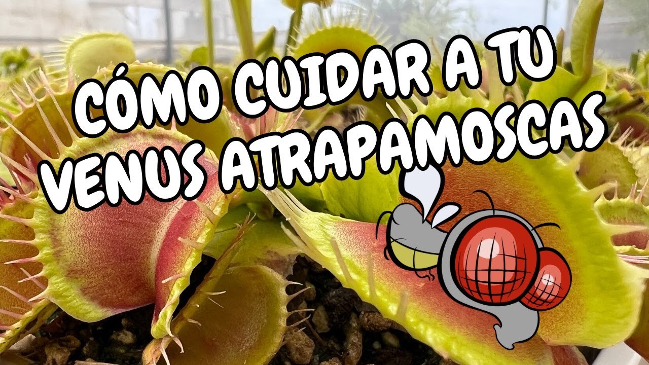 Cuidado y Mantenimiento de Dionaea muscipula