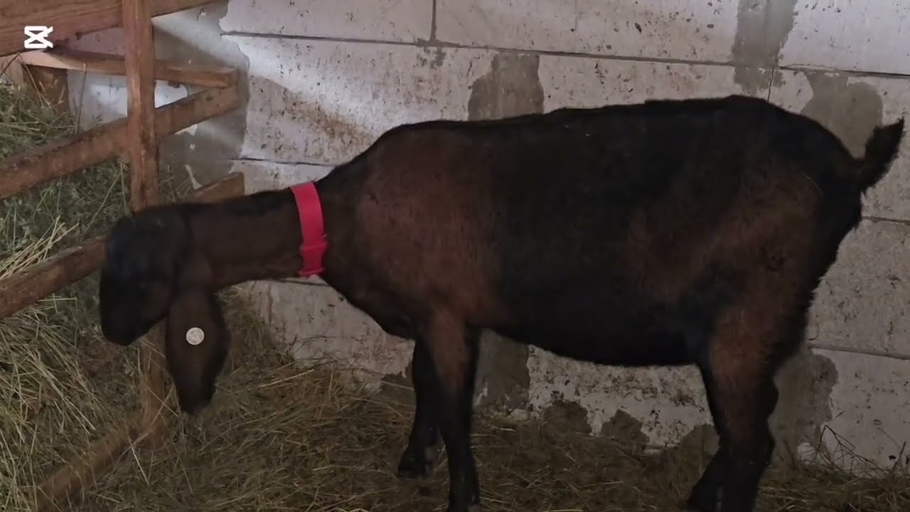 DIANA ESTE ÎN PICIOARE!!MULȚUMESC LUI DUMNEZEU!!🙏🙏🙏