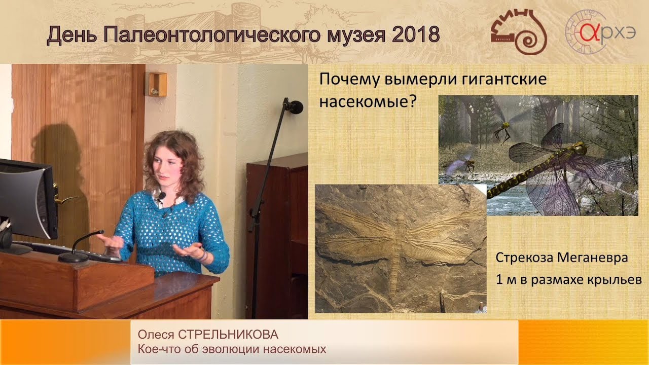 Олеся Стрельникова «Кое-что об эволюции насекомых»