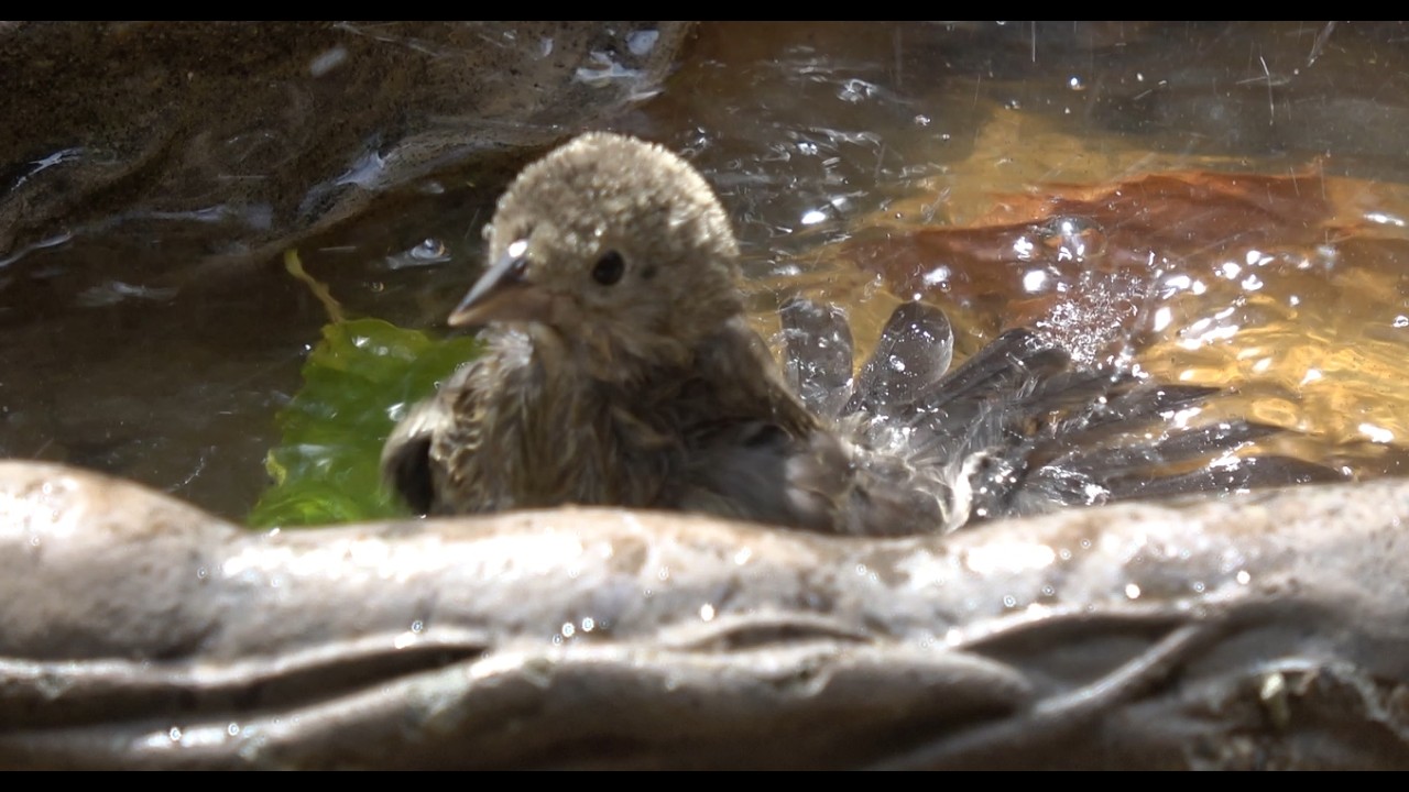 Baby deer, birds splashing in bird bath, and squirrels.