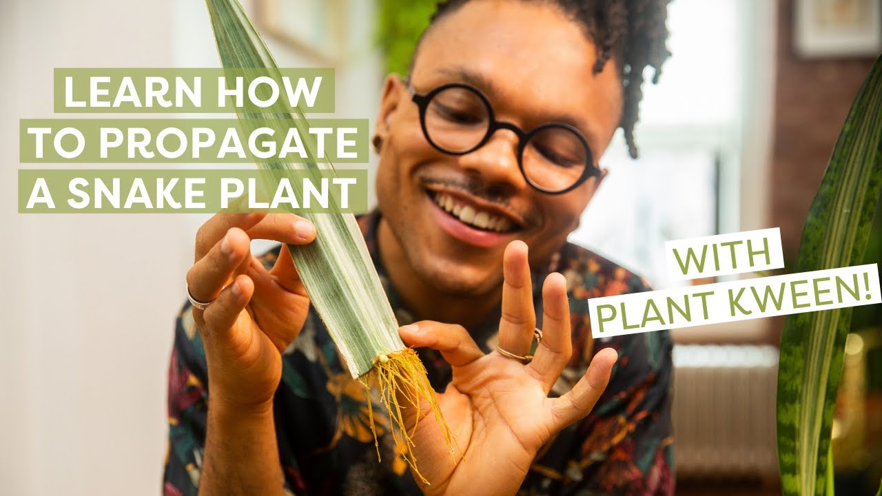 How to Propagate A Snake Plant, With Plant Kween! | House Plants 101