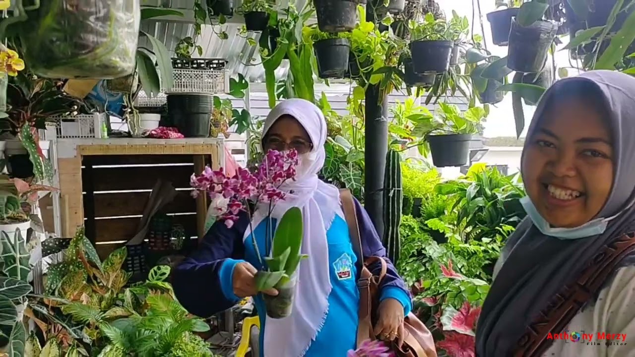 SURGANYA TANAMAN HIAS MURAH!!!.. Banyak pilihannya
