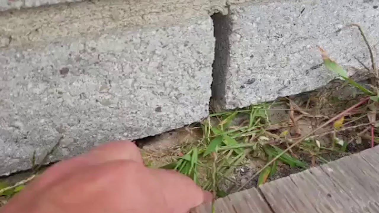 Snake Entering a Weep Vent Backwards