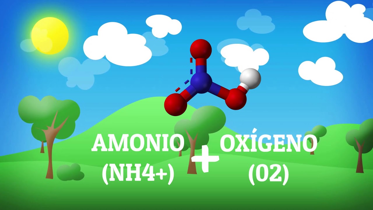 Mineralización e inmovilización de nitrogeno en el suelo