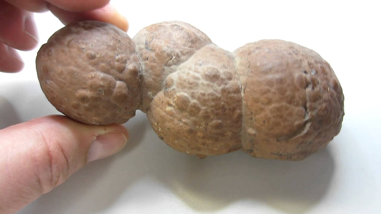 Don't tell me this is coprolite!!!!!!!!!! Might it be from an   xstinktosaurus?