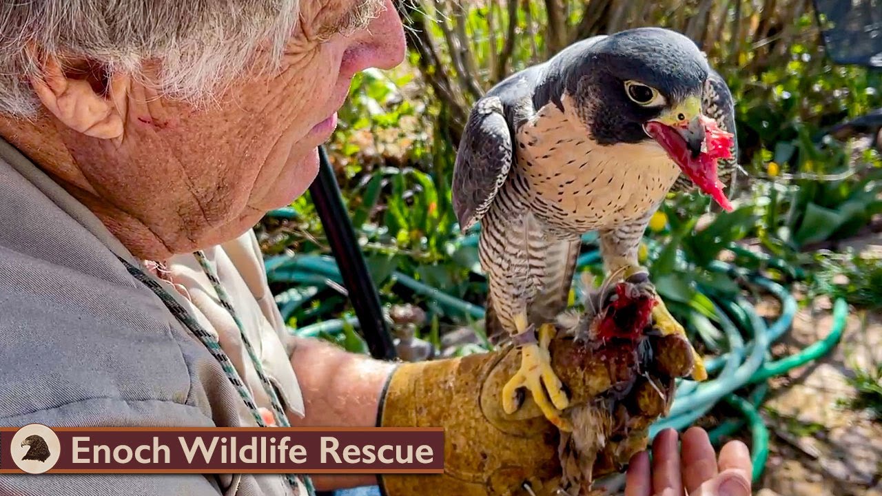 Mukbang With Kate the Peregrine Falcon