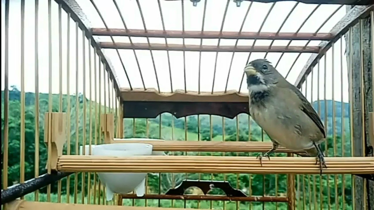 PARDINHO TUI TUI ZERO ZERO ENCARTE PERFEITO 